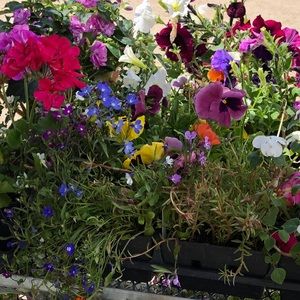 Meet your Posher, Morgan